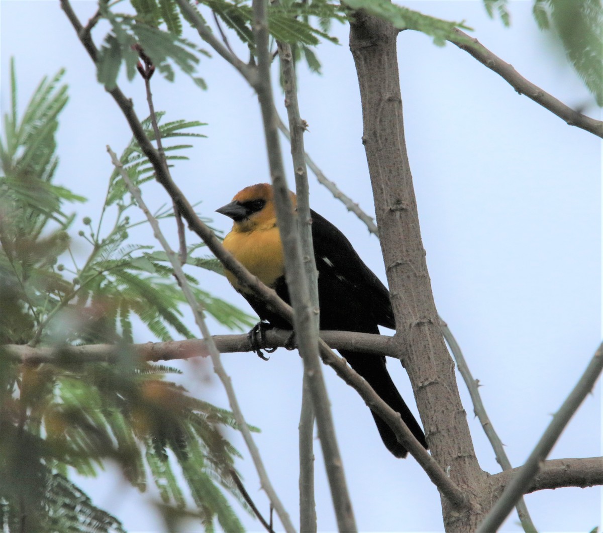 Yellow-headed Blackbird - ML183699941