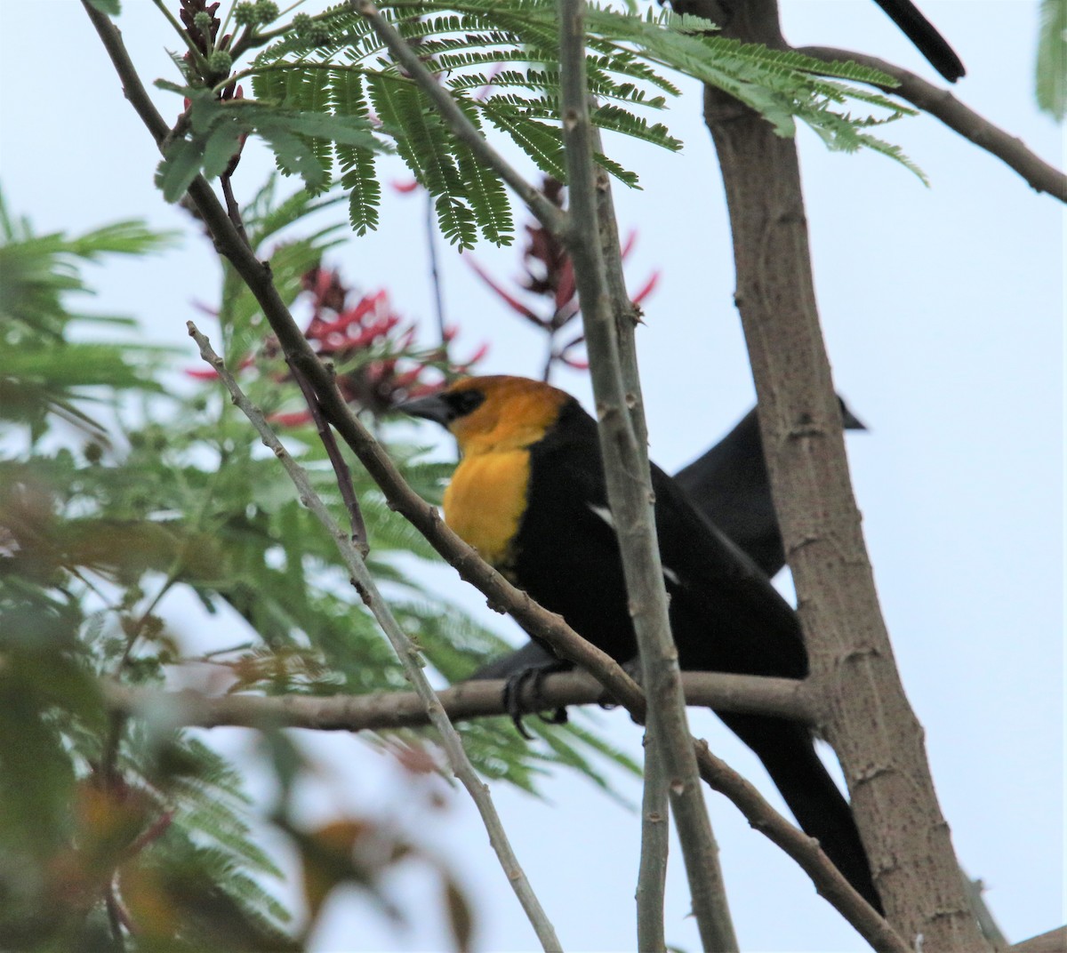Yellow-headed Blackbird - ML183699951