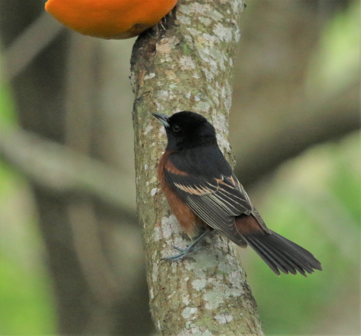 Orchard Oriole - ML183699961