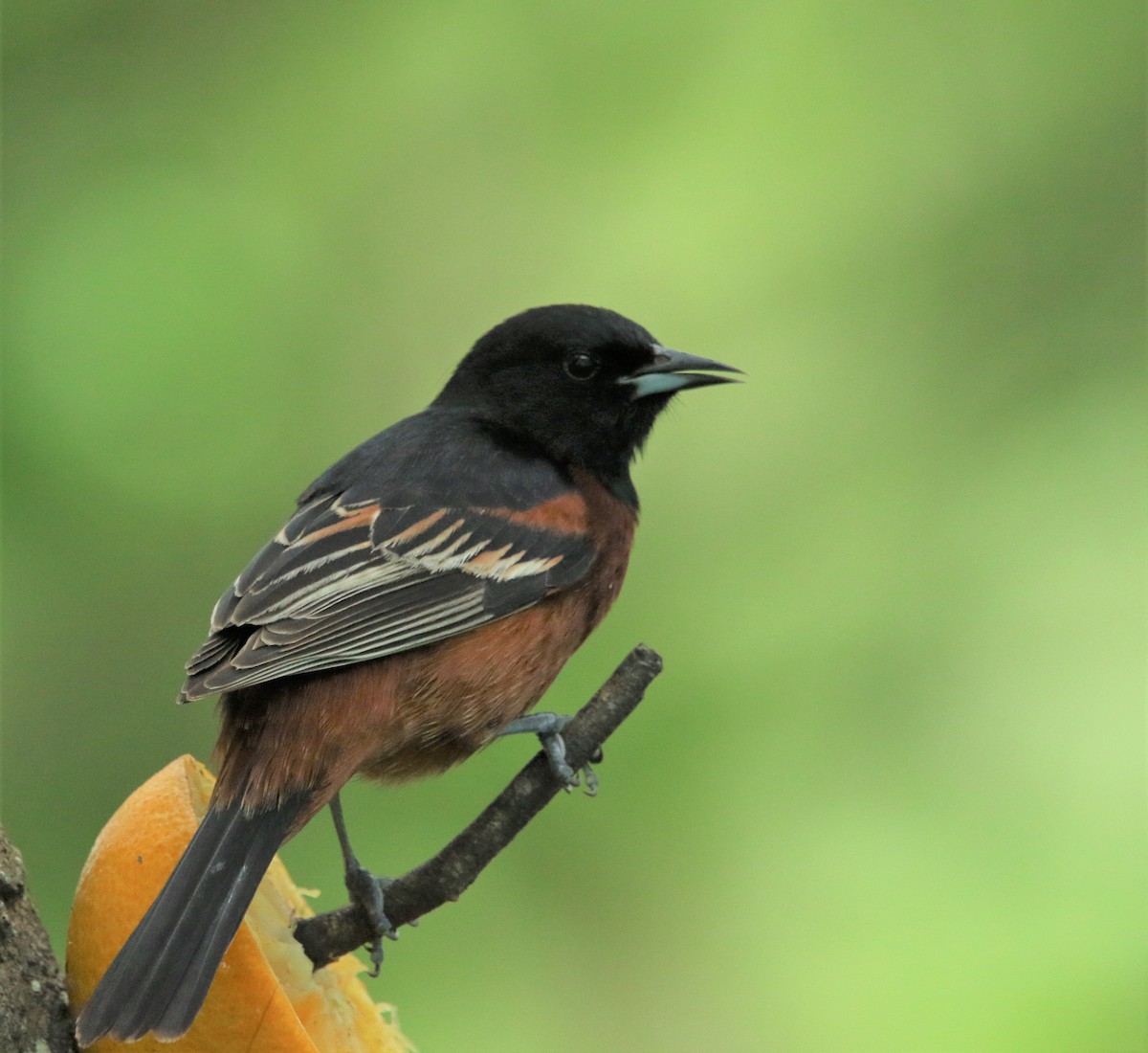 Orchard Oriole - ML183700071