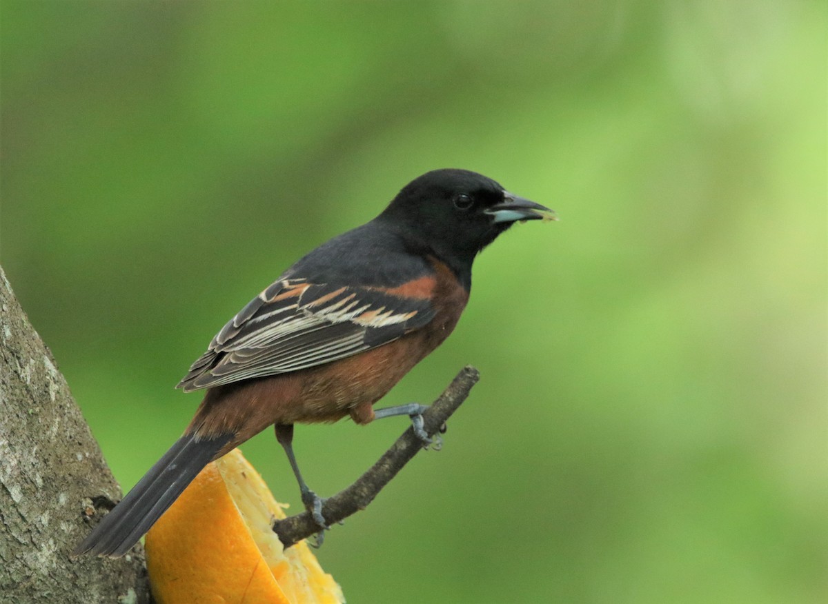 Orchard Oriole - ML183700101