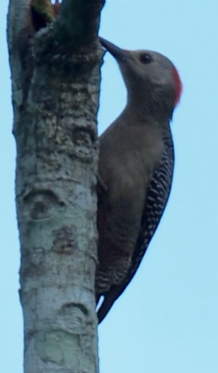 Golden-fronted Woodpecker - ML183700831