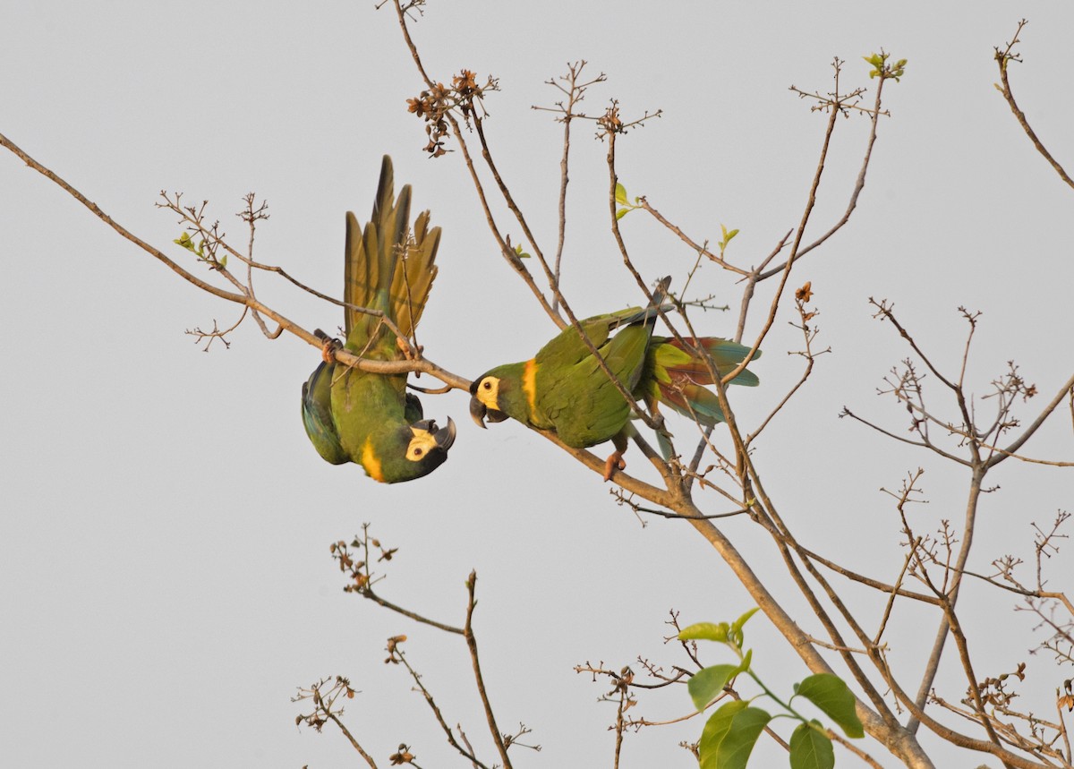 Yellow-collared Macaw - ML183702221