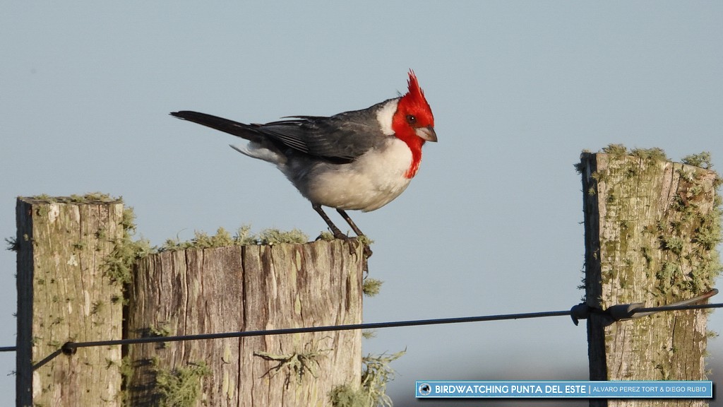 Red-crested Cardinal - Birdwatching Punta del Este
