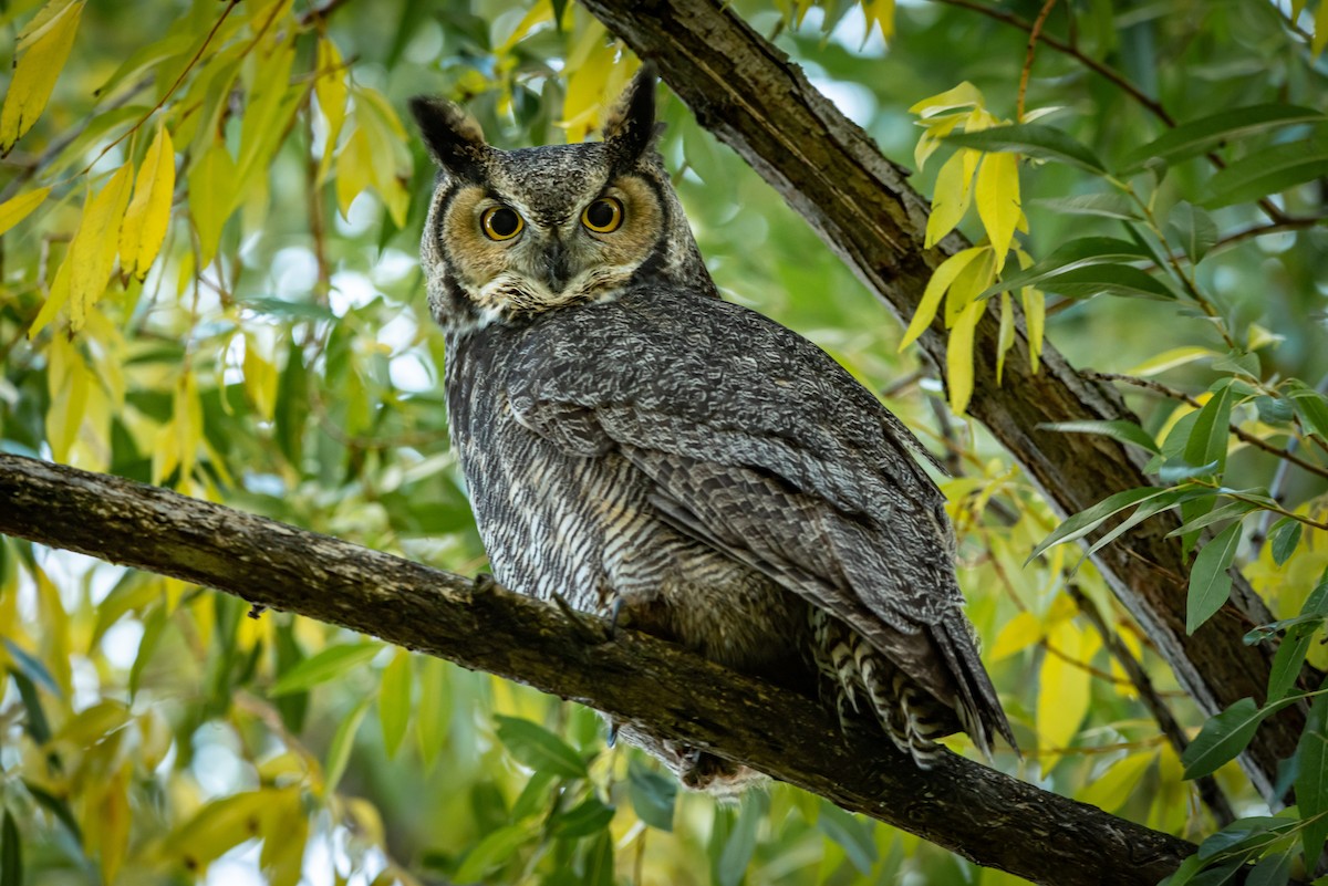 Great Horned Owl - Alex Bodden