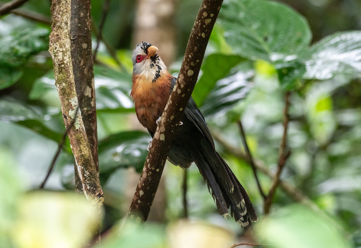 Scale-feathered Malkoha - Forest Botial-Jarvis
