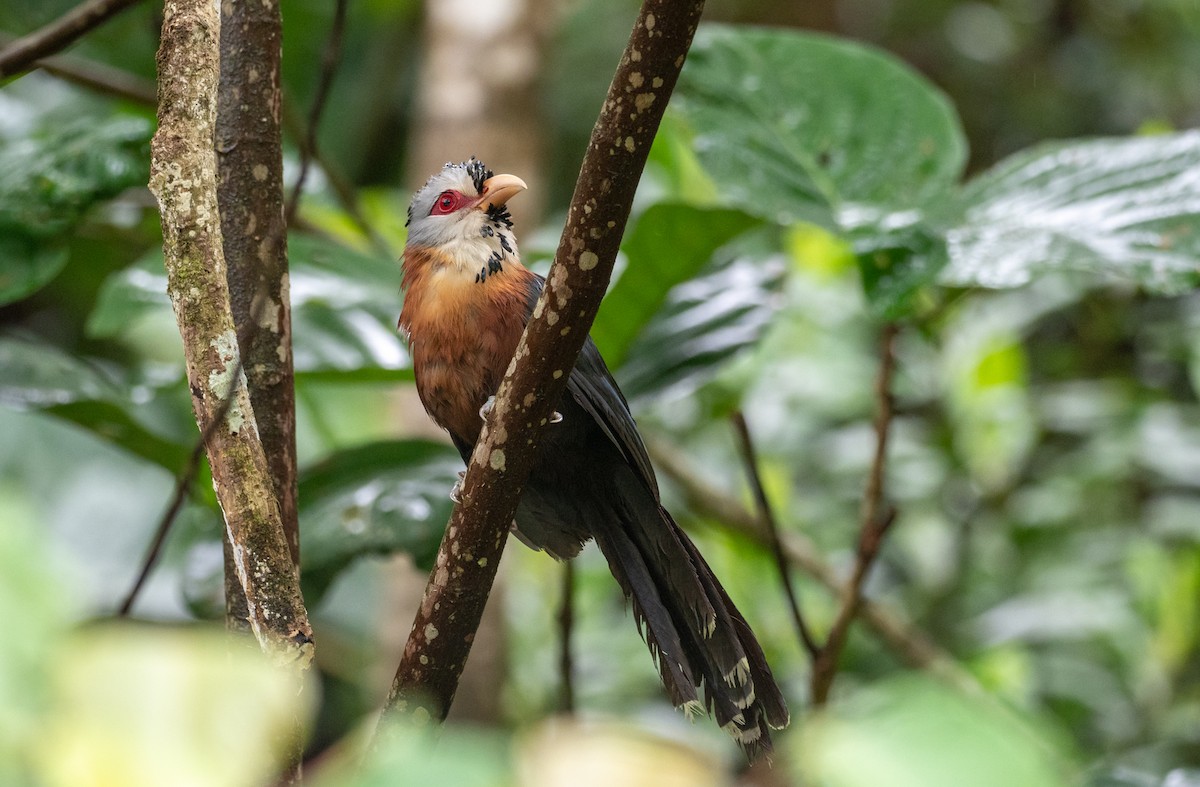 Scale-feathered Malkoha - Forest Botial-Jarvis