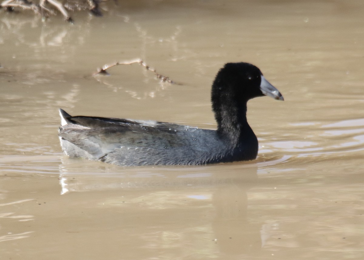 American Coot (Red-shielded) - Louis Hoeniger