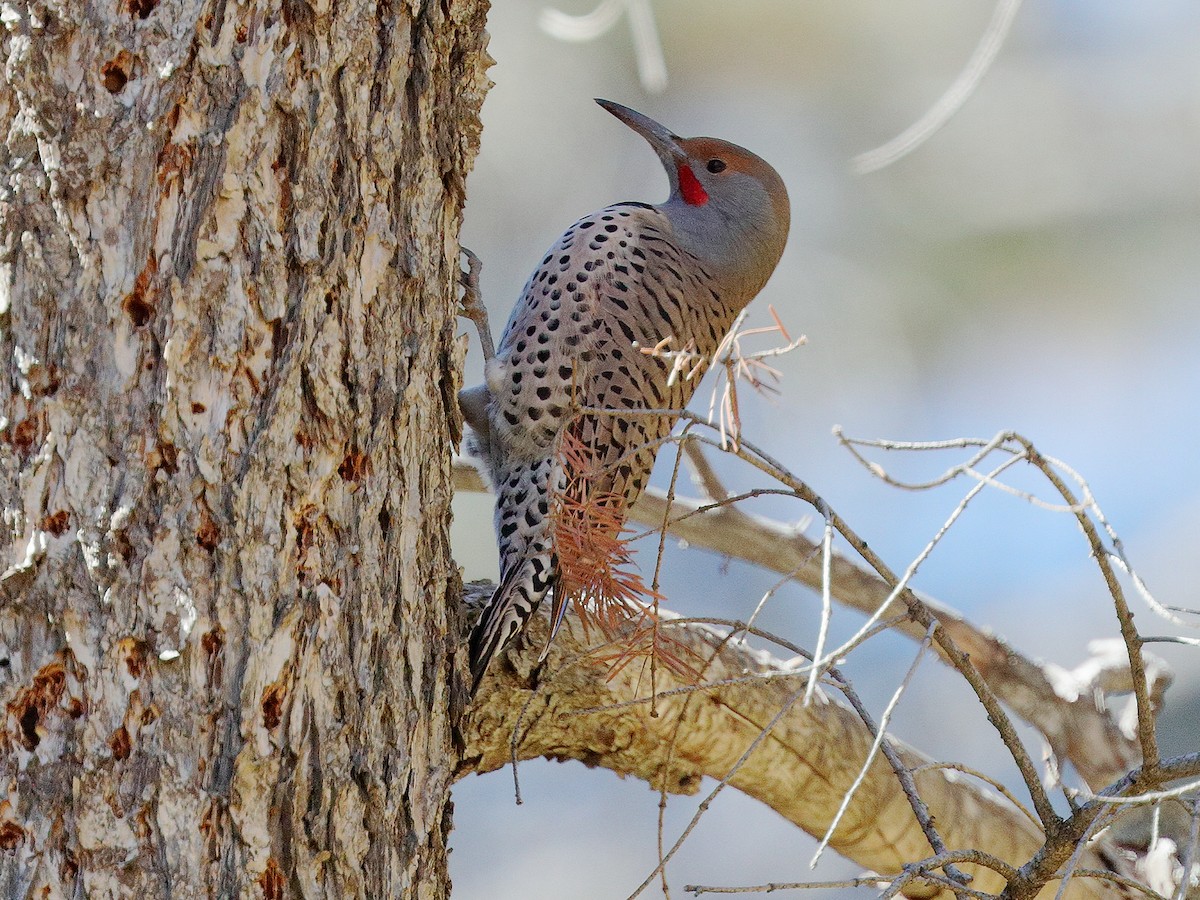 Northern Flicker (Red-shafted) - ML183729491