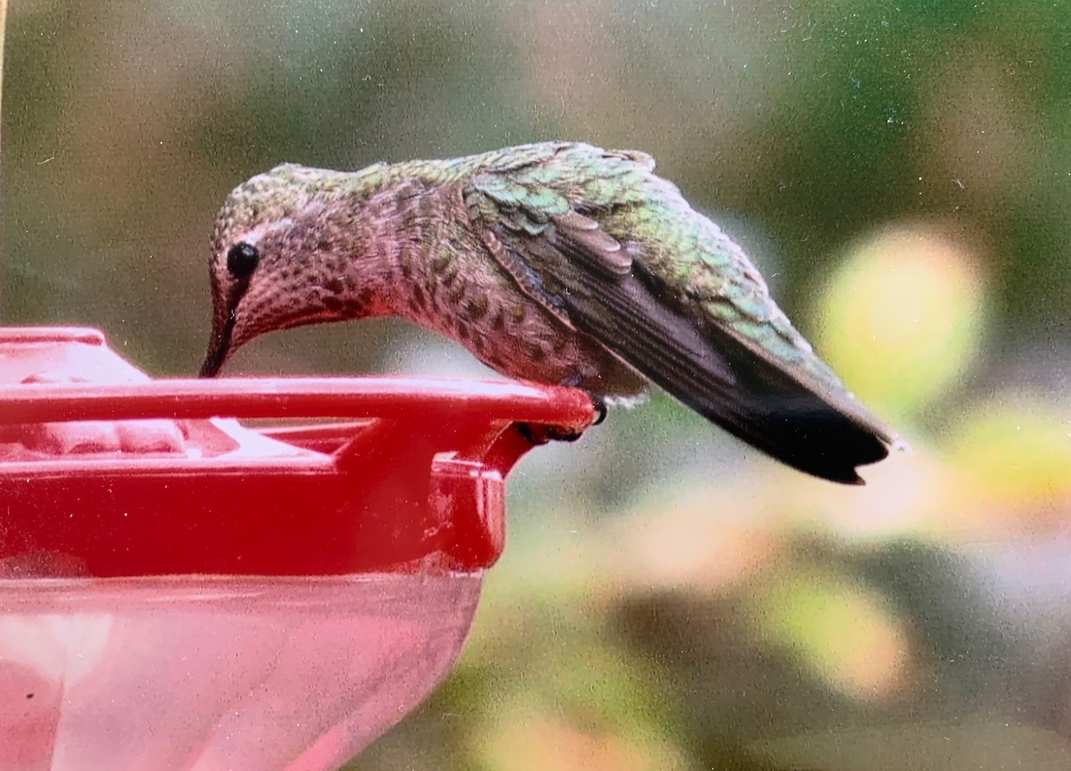Anna's Hummingbird - Grant County Bird Club