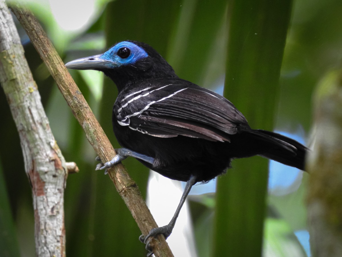 Bare-crowned Antbird - ML183732971