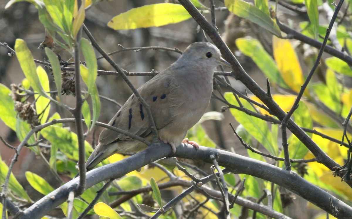 Plain-breasted Ground Dove - ML183733151