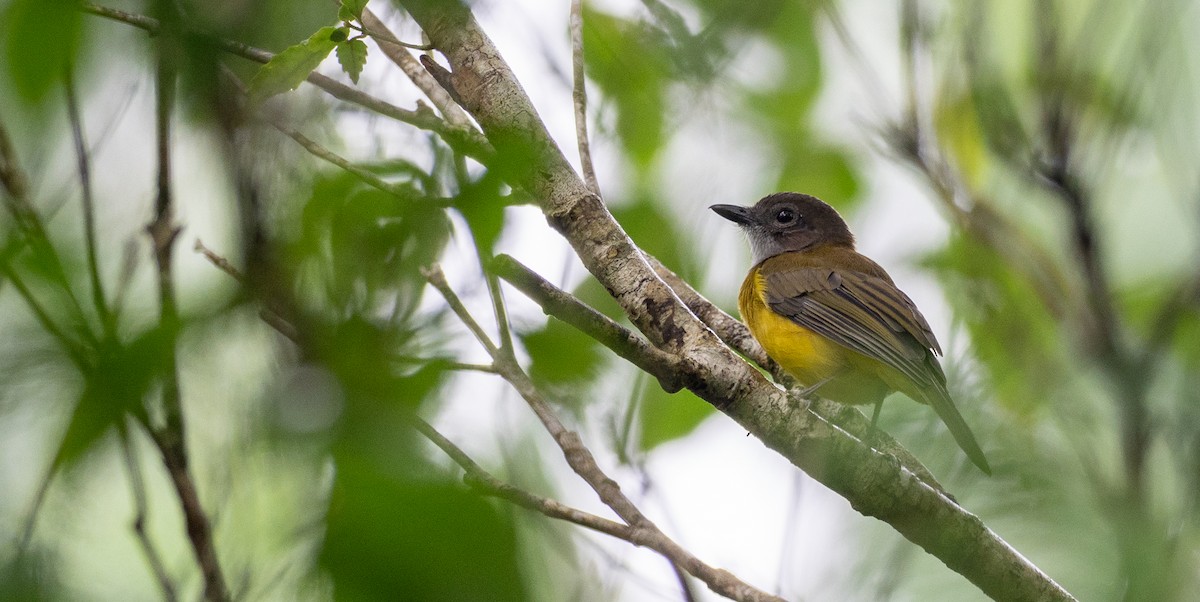 Yellow-bellied Whistler - Forest Botial-Jarvis
