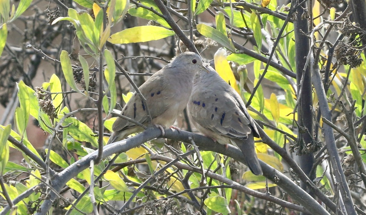 Plain-breasted Ground Dove - ML183736301