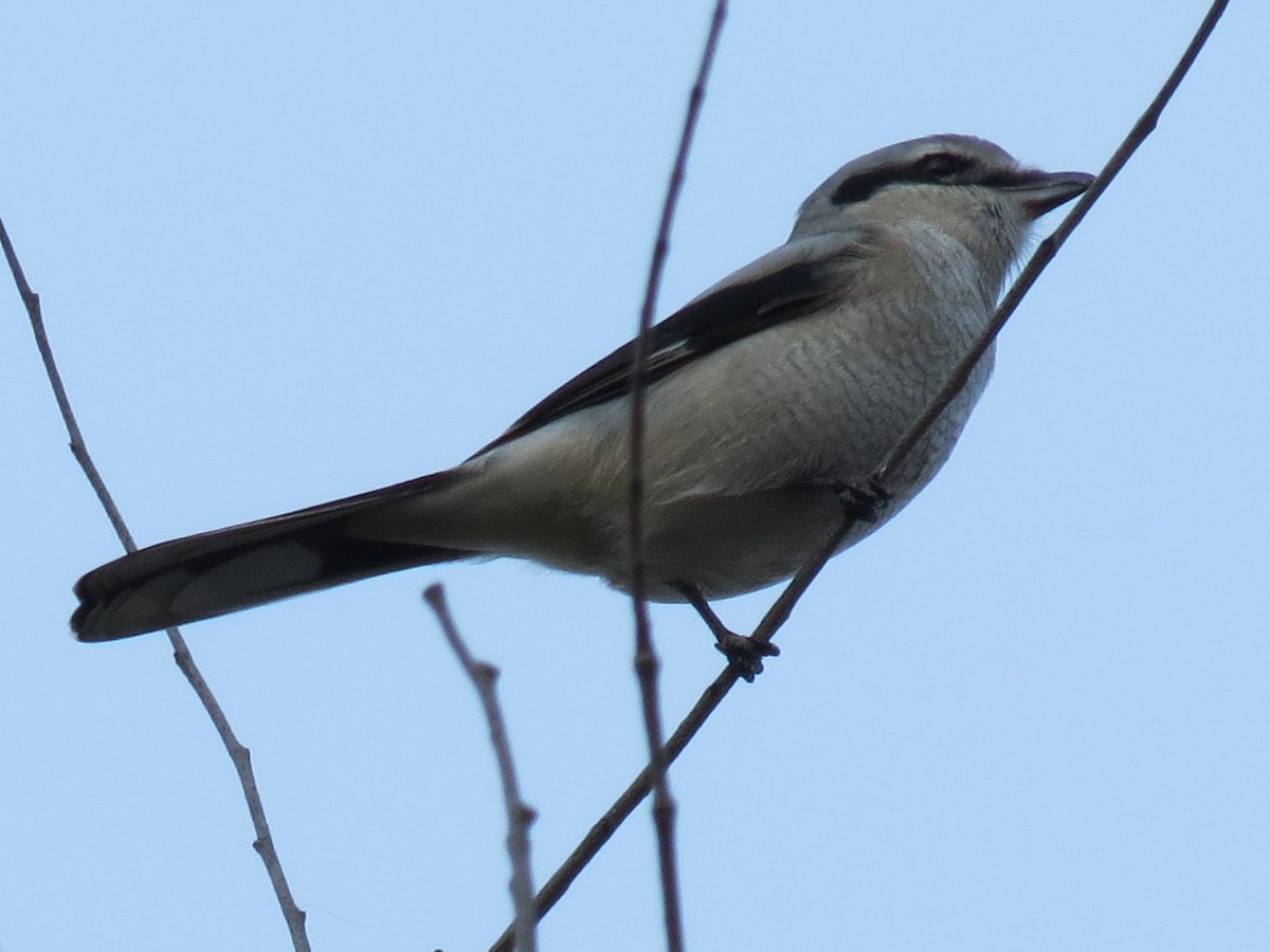 eBird Checklist 21 Oct 2019 Renfrew 10 species (+1 other taxa)