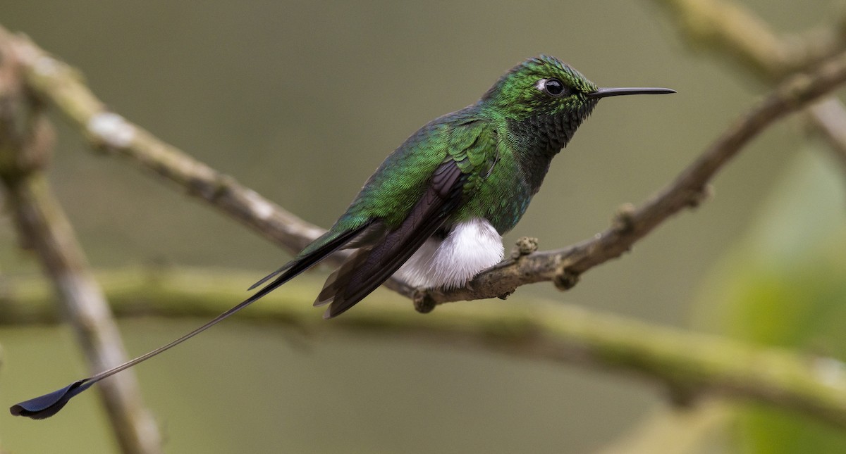 White-booted Racket-tail - Ian Routley