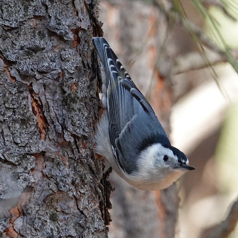 White-breasted Nuthatch - Donald Sutherland
