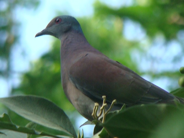 Pale-vented Pigeon - Anahi Cosky Paca Condori