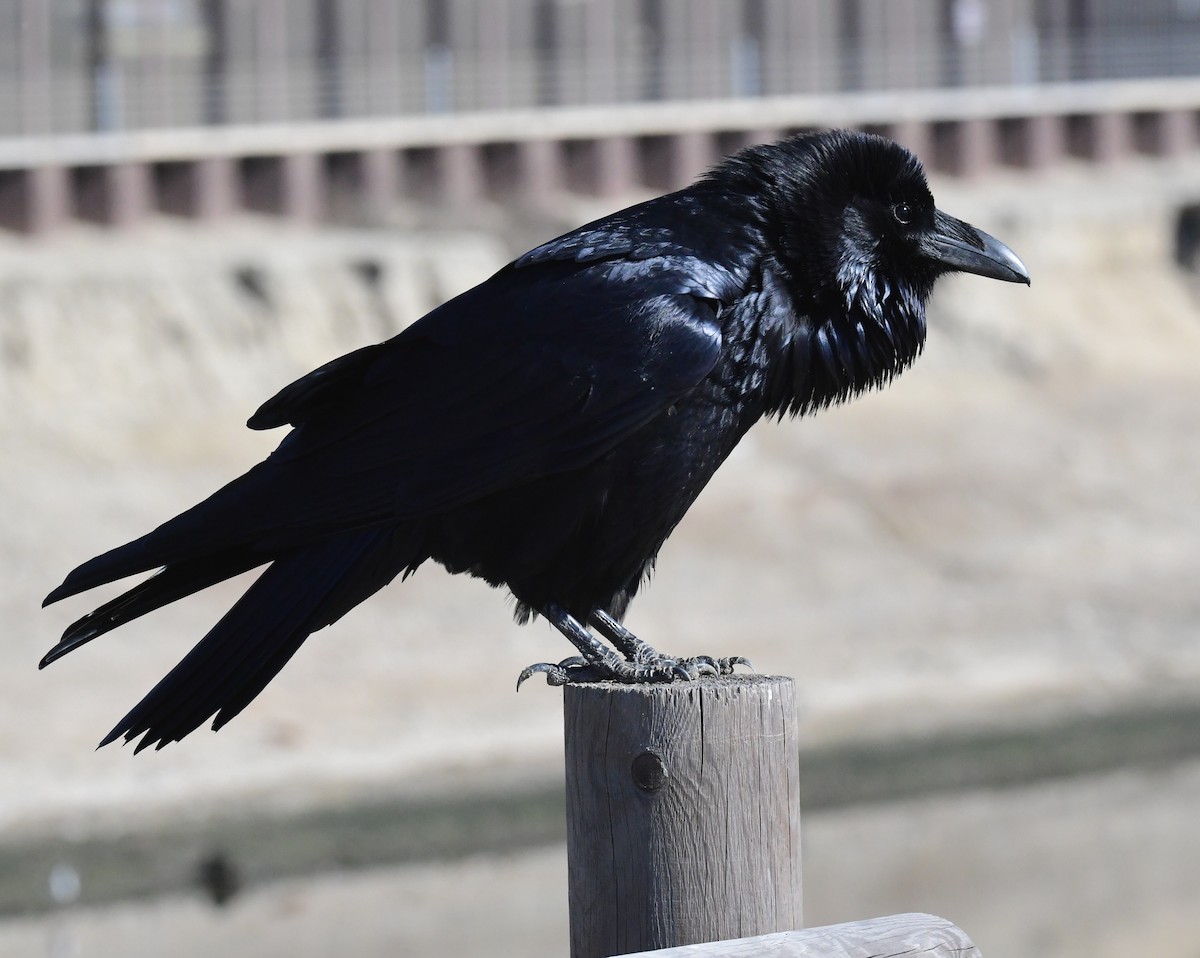 Common Raven - Don Hoechlin