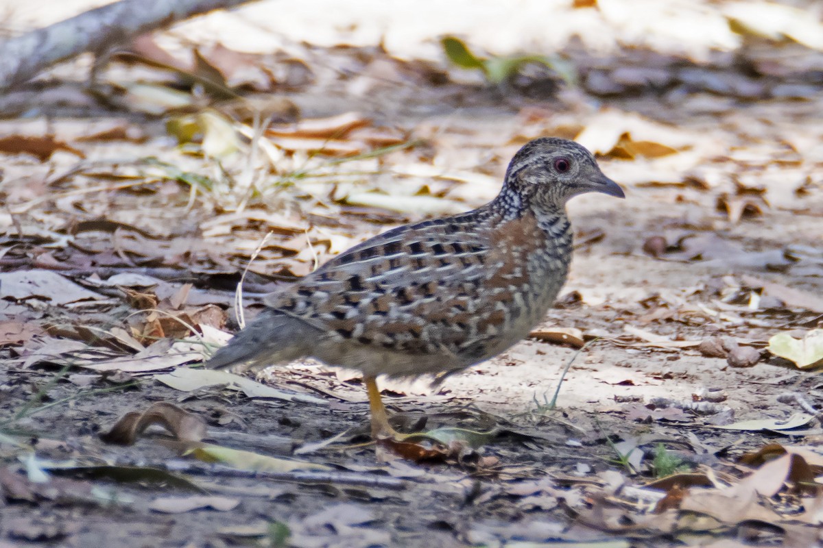 Painted Buttonquail - ML183748461