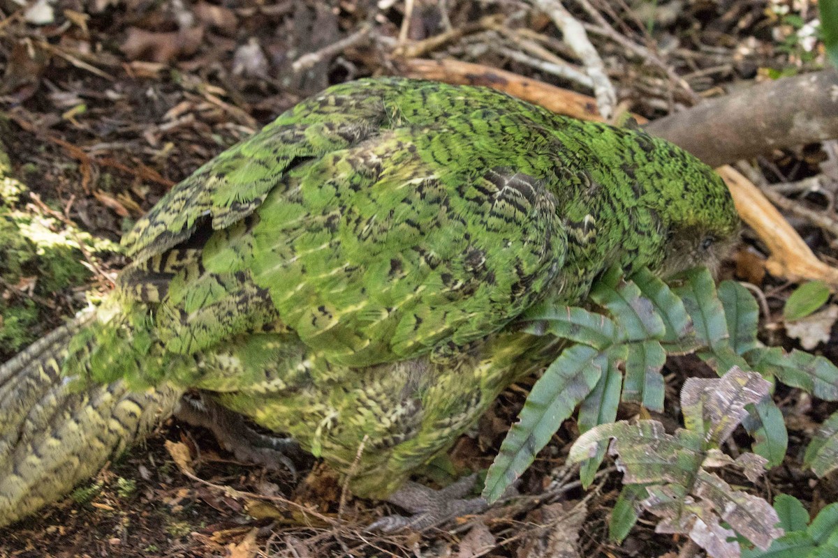 Kakapo - Eric VanderWerf