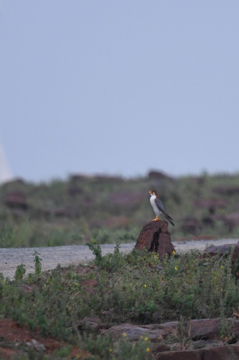 Red-necked Falcon - ML183754791
