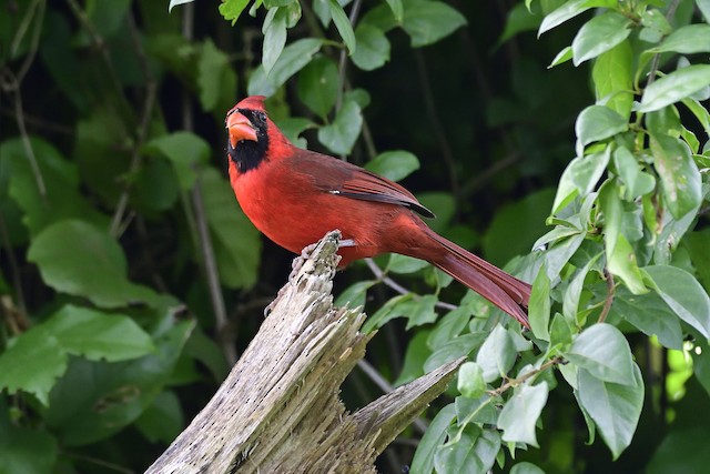 Male Northern Cardinal (presumed subspecies <em>saturatus</em>). - Northern Cardinal - 