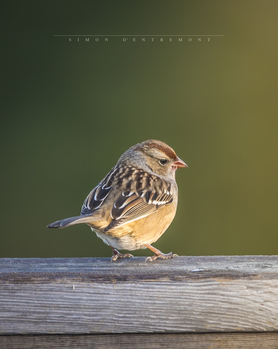 White-crowned Sparrow - ML183762821