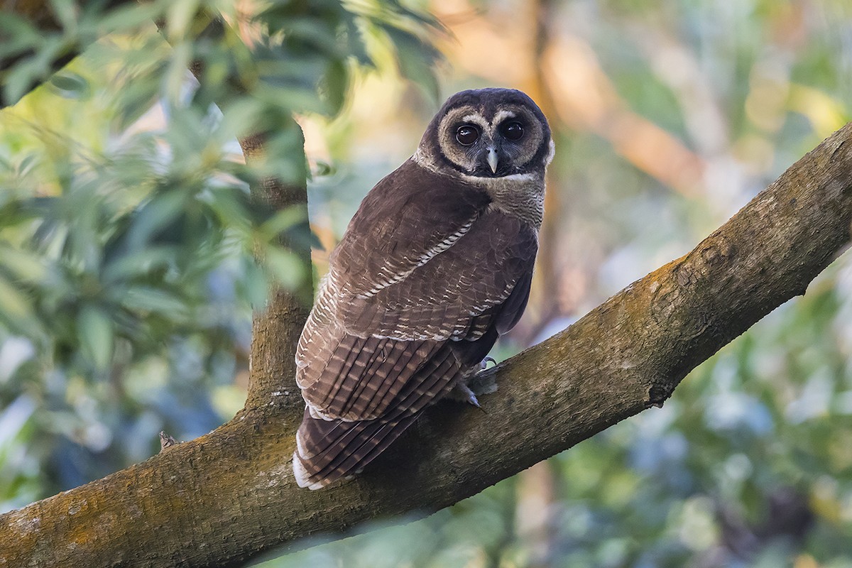 Brown Wood-Owl - ML183764481