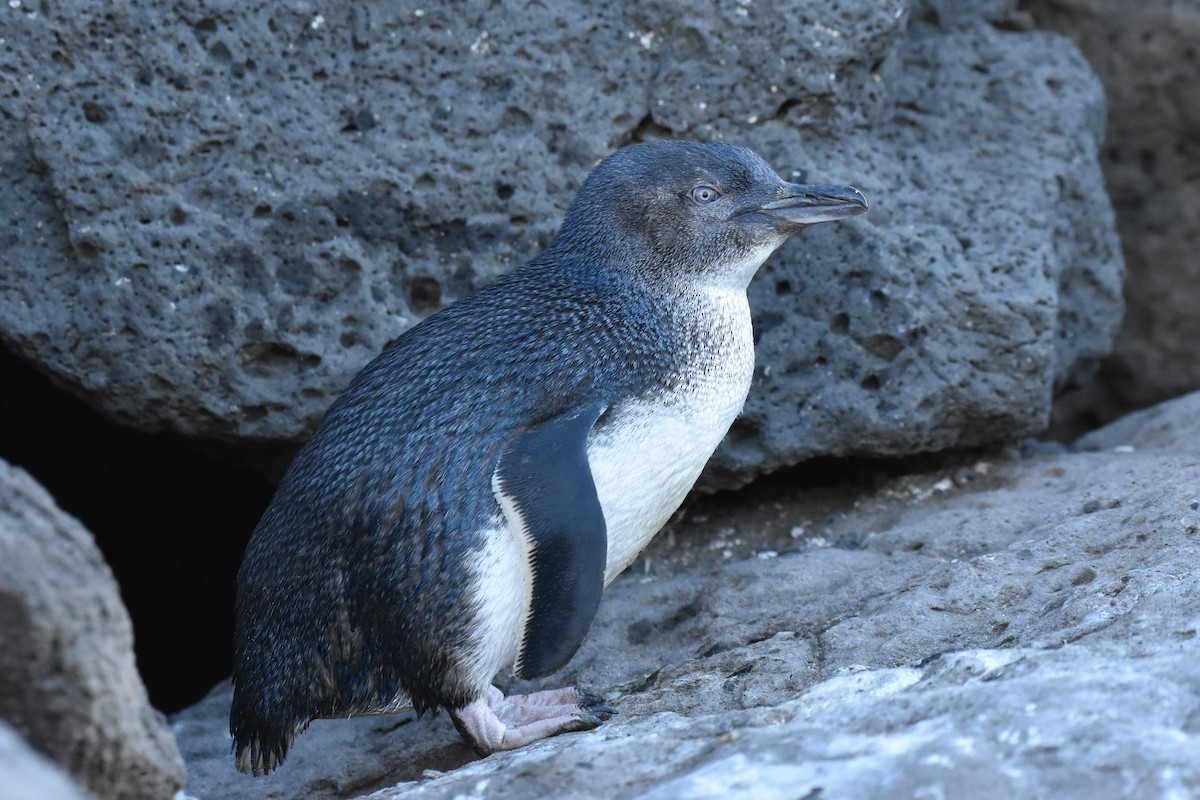 Пінгвін малий - ML183765361