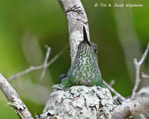 Many-spotted Hummingbird - ML183771121
