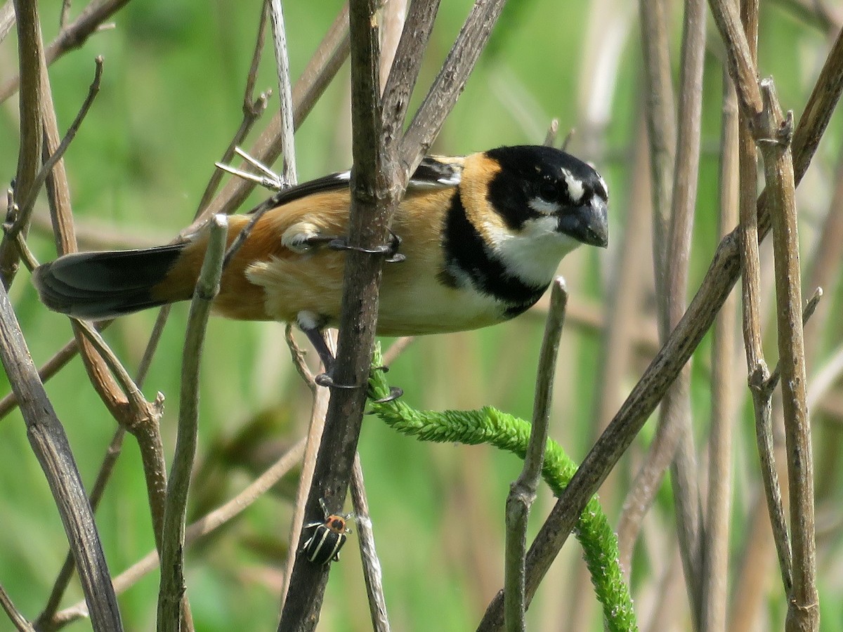 Rusty-collared Seedeater - Guillermo Ivan Spajic