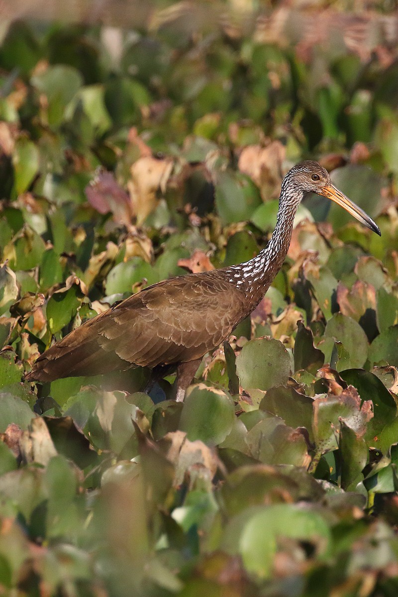 Limpkin (Brown-backed) - ML183777511