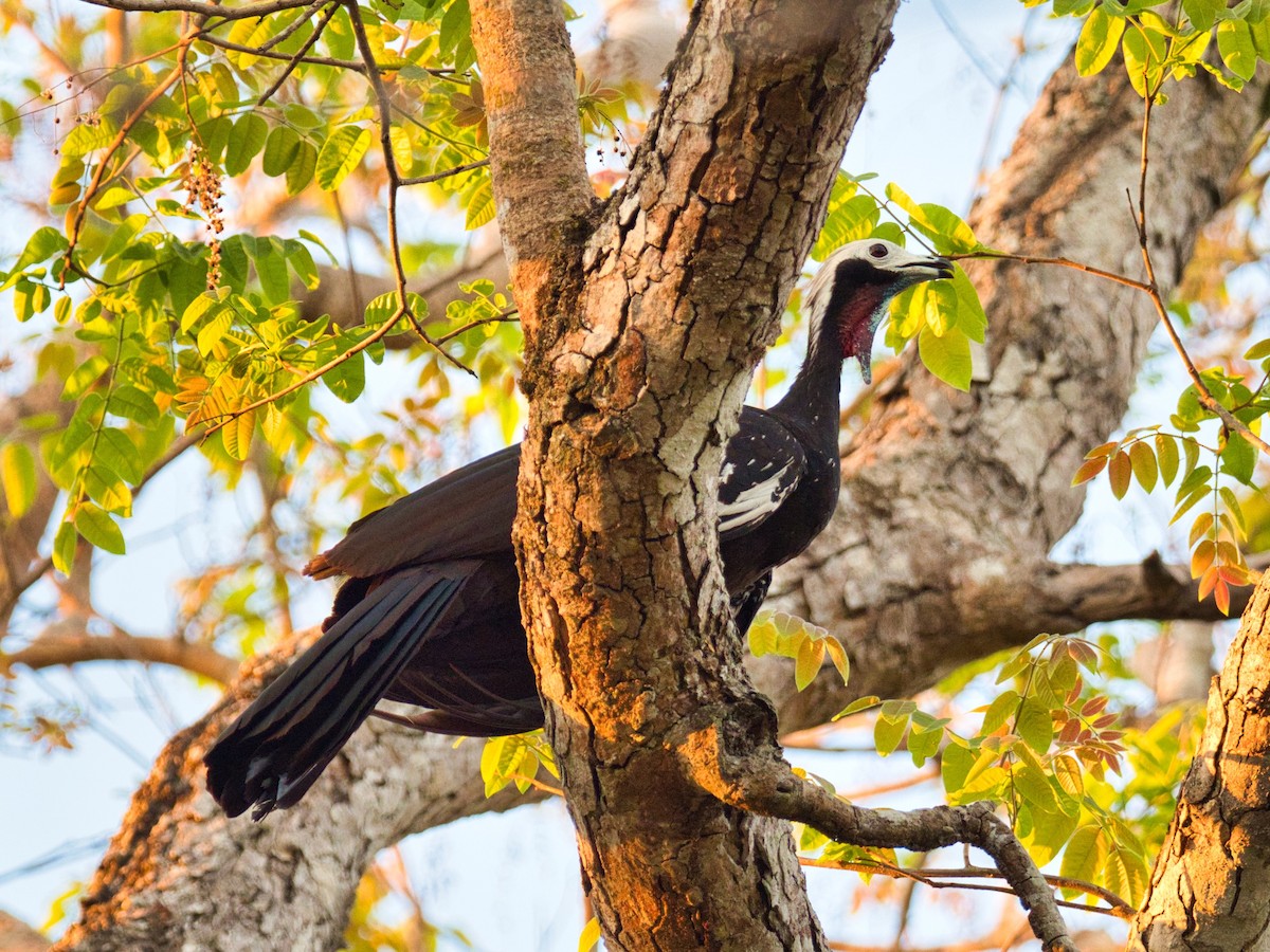 White-throated/Red-throated Piping-Guan - ML183777831