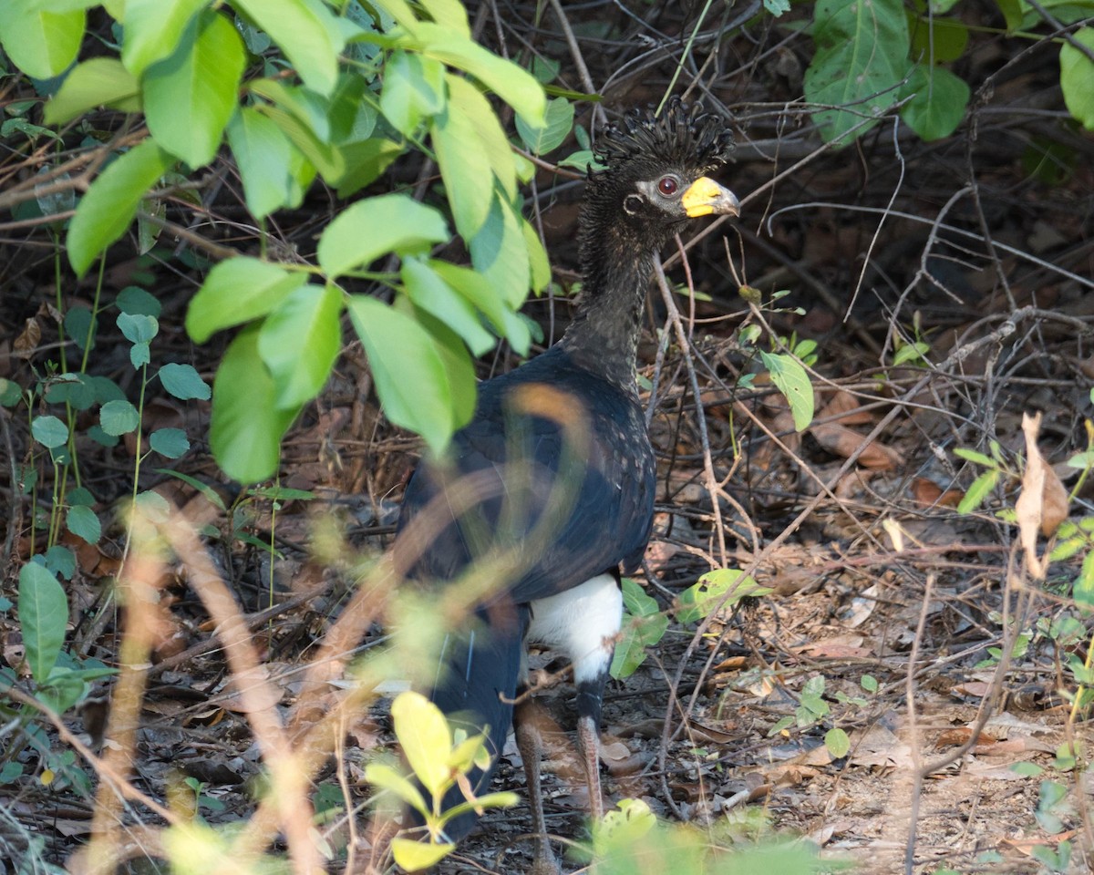 Bare-faced Curassow - ML183777861