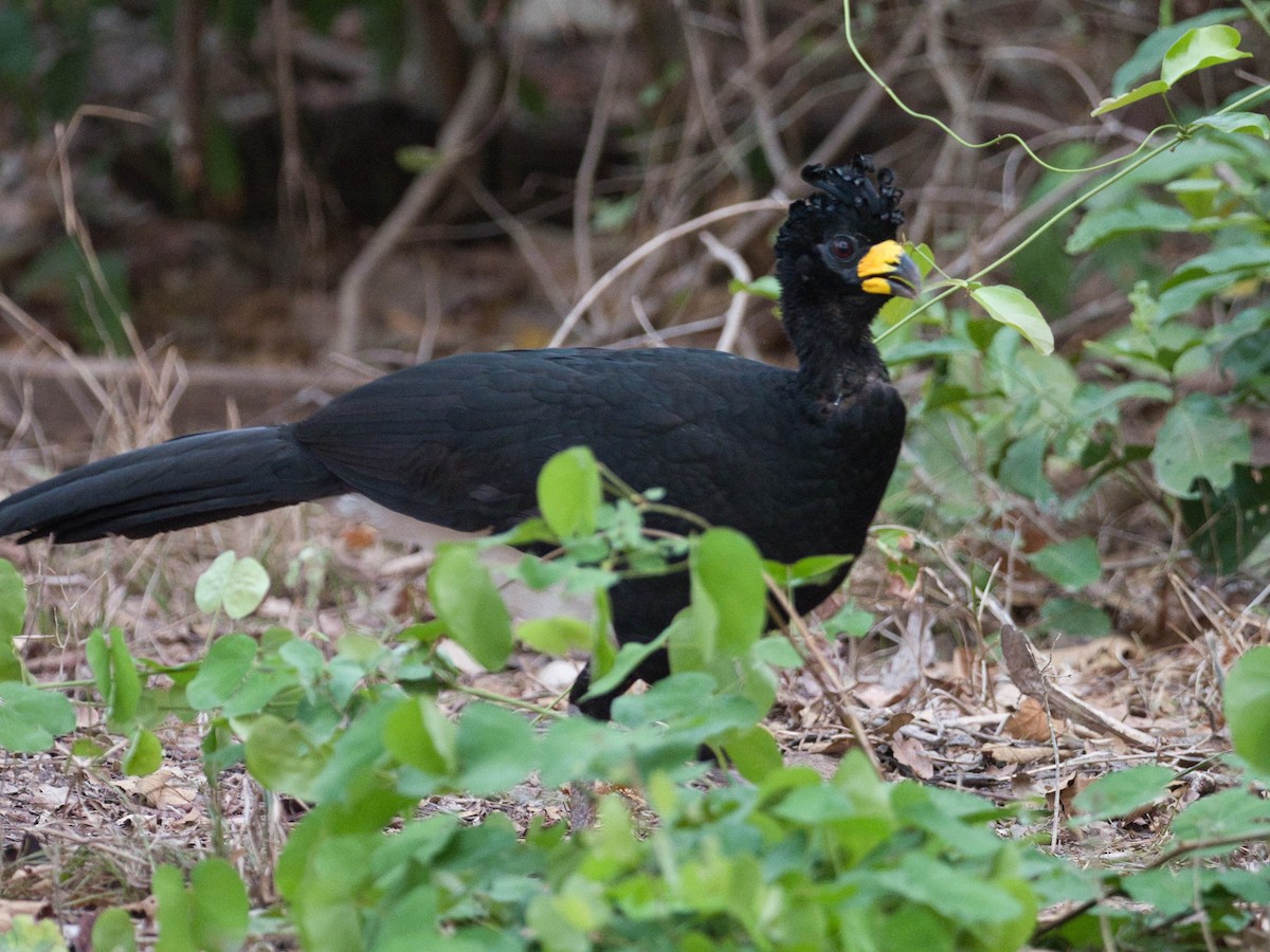 Bare-faced Curassow - ML183777891