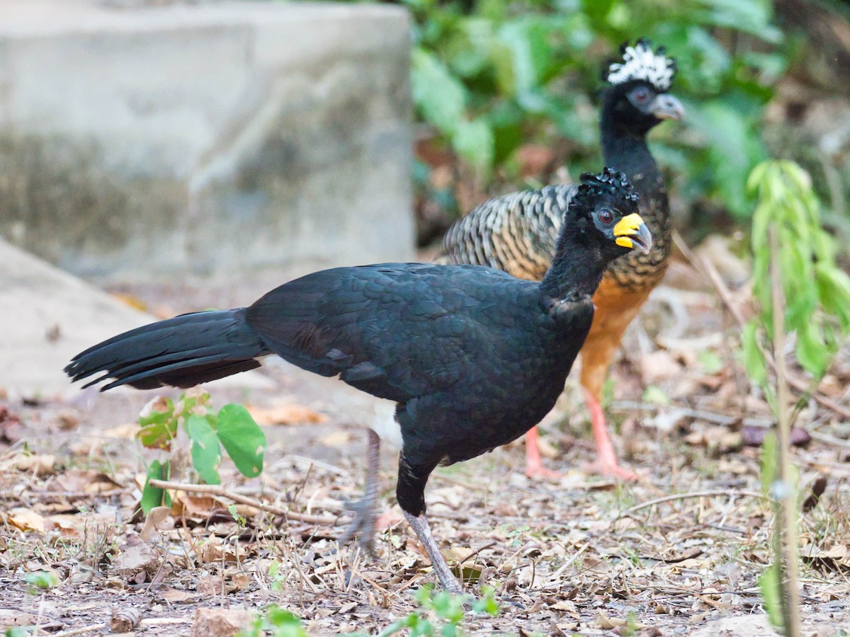 Bare-faced Curassow - ML183777901