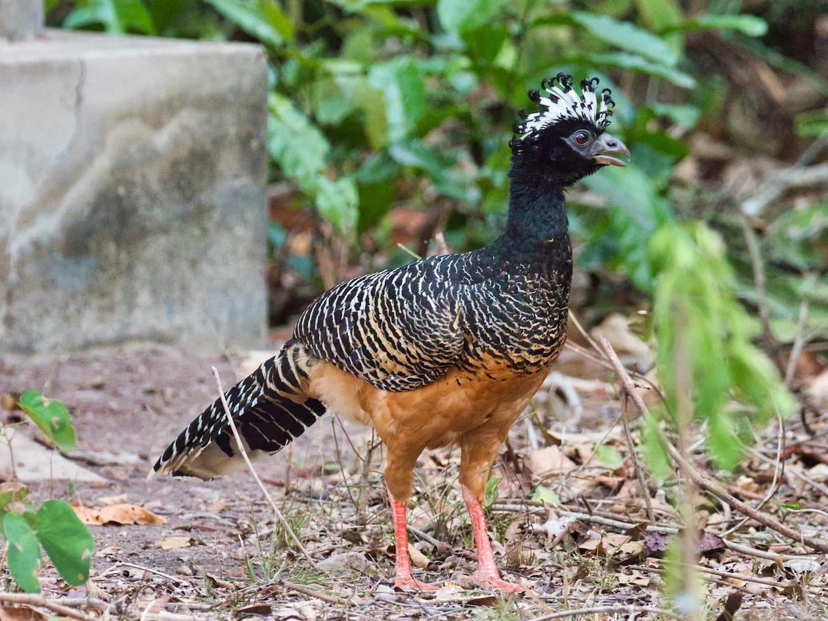 Bare-faced Curassow - ML183777921