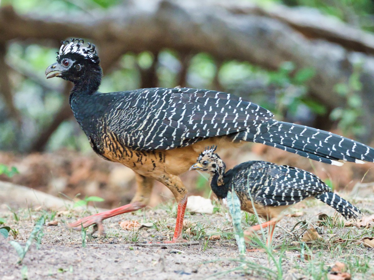 Bare-faced Curassow - ML183777931