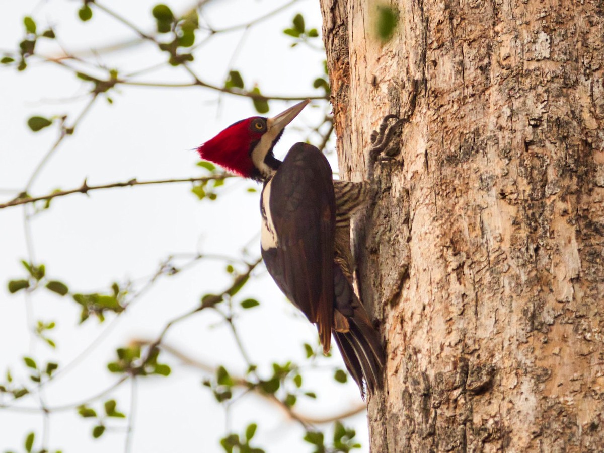 Crimson-crested Woodpecker - ML183778141