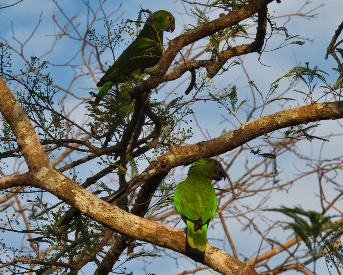 Turquoise-fronted Parrot - ML183778161