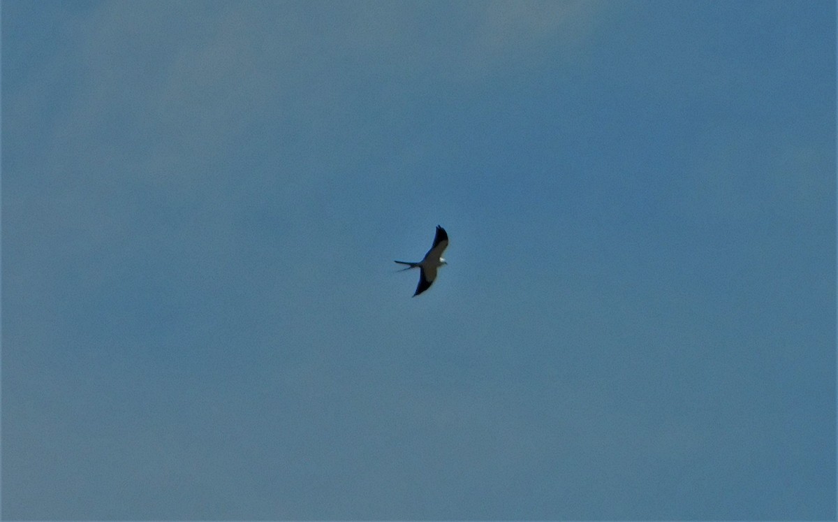 Swallow-tailed Kite - Nicolás Bejarano