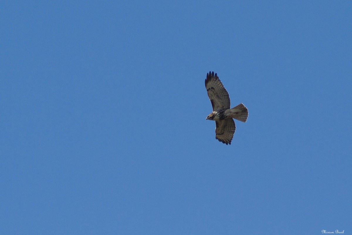 Red-tailed Hawk - ML183780671