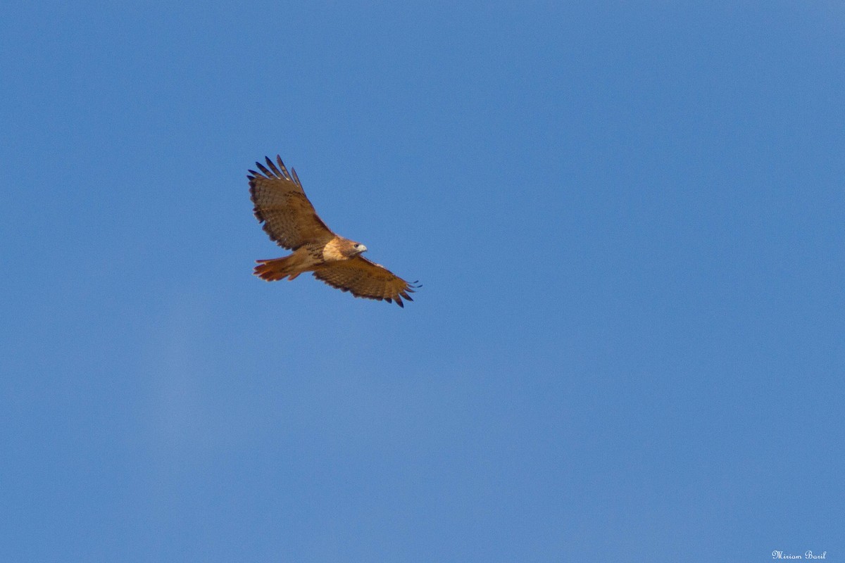 Red-tailed Hawk - ML183780701