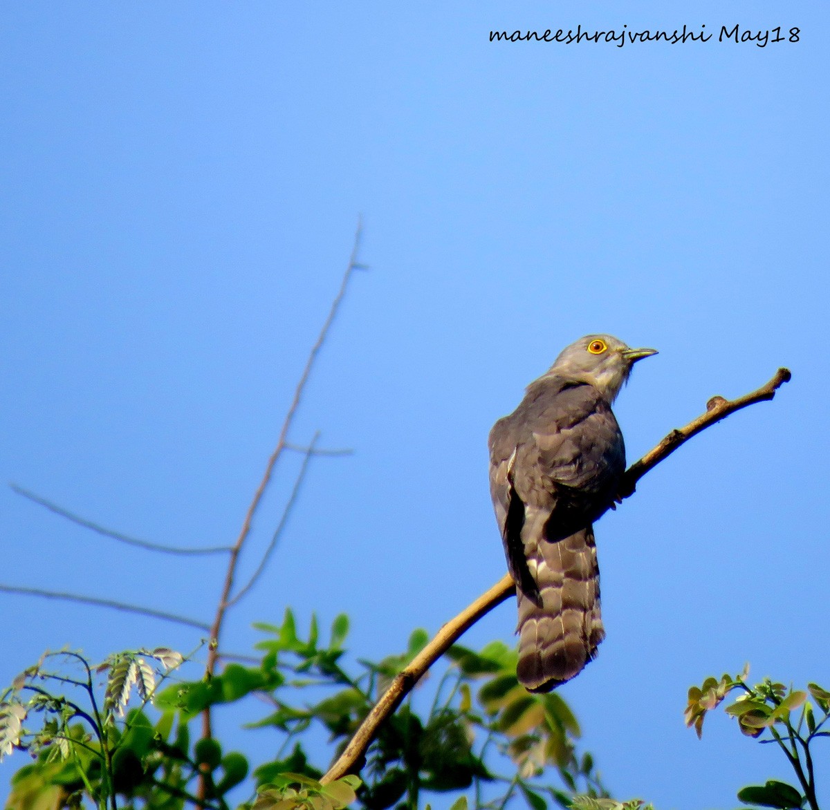 Common Hawk-Cuckoo - Maneesh Rajvanshi