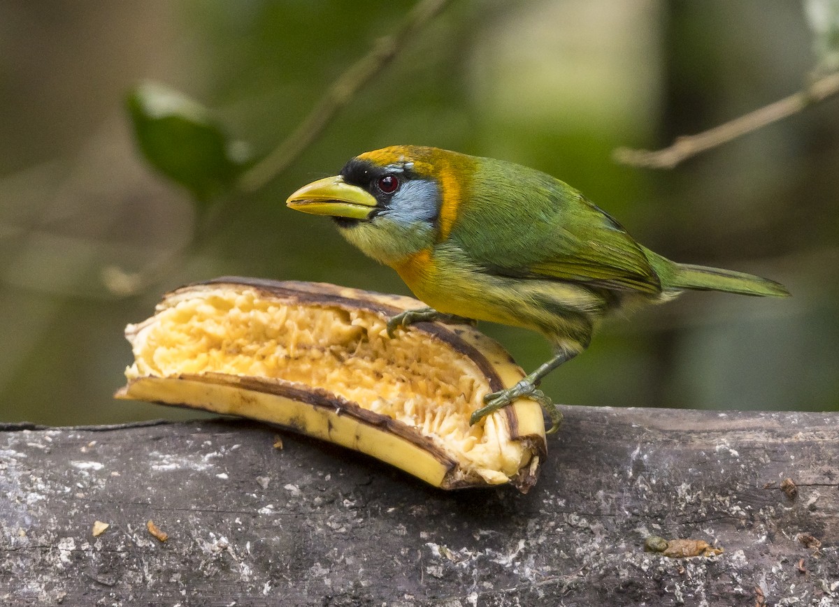 Red-headed Barbet - Ian Routley