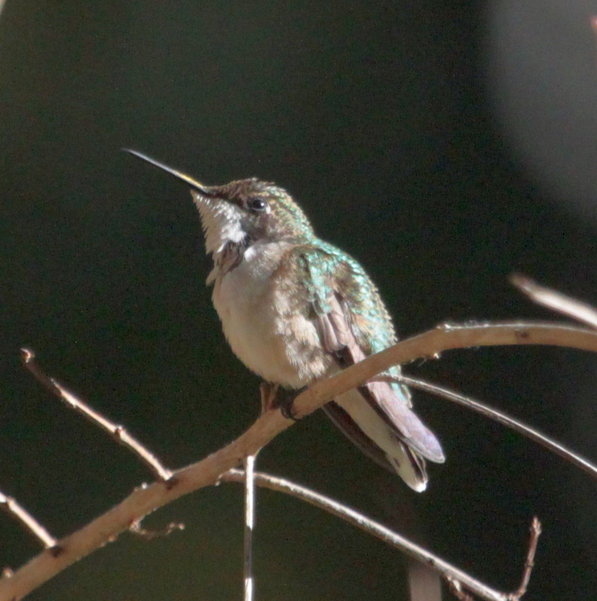 Ruby-throated Hummingbird - ML183784501