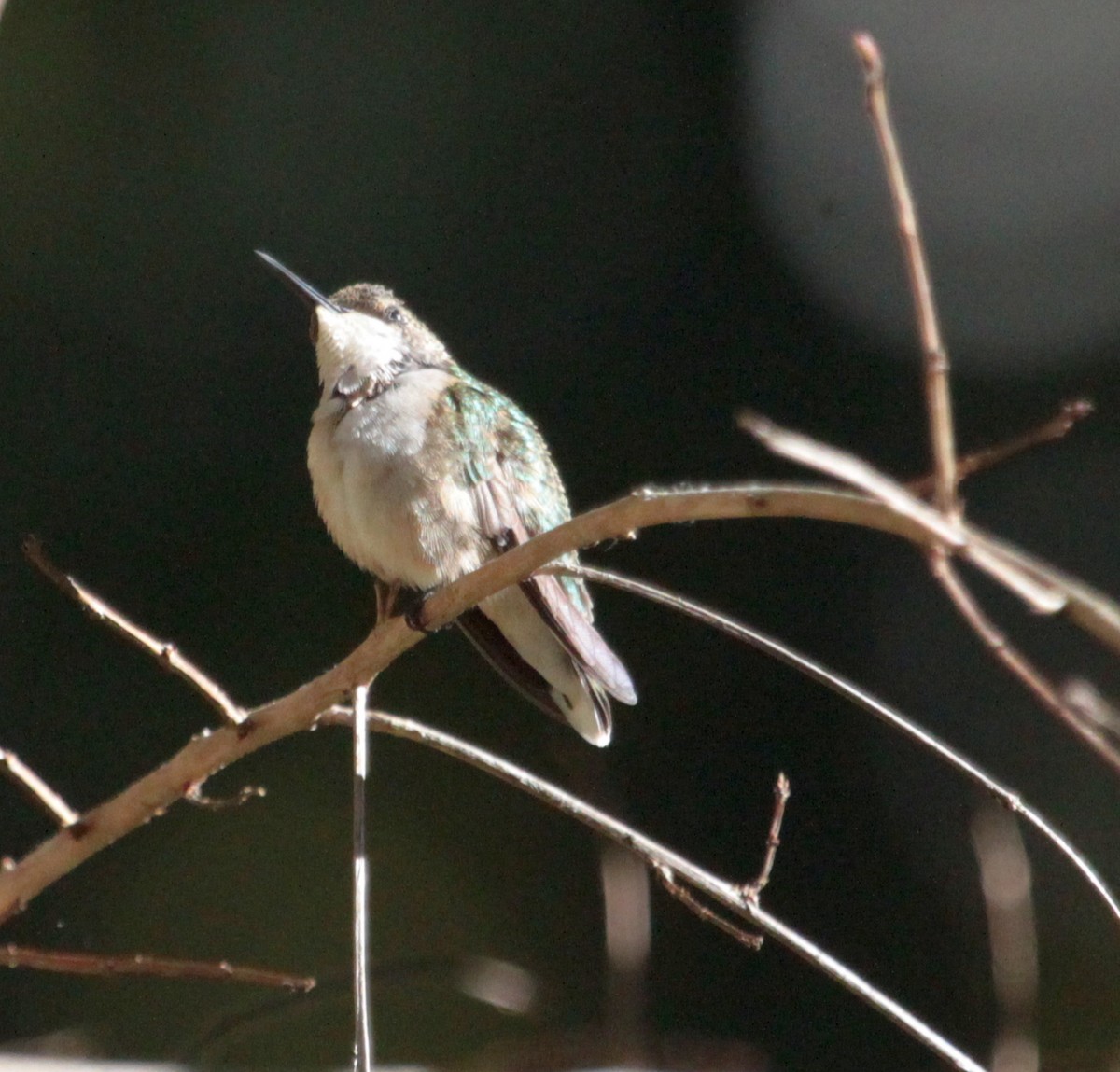Ruby-throated Hummingbird - ML183784531