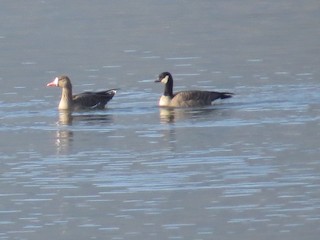Greater White-fronted Goose, ML183786221