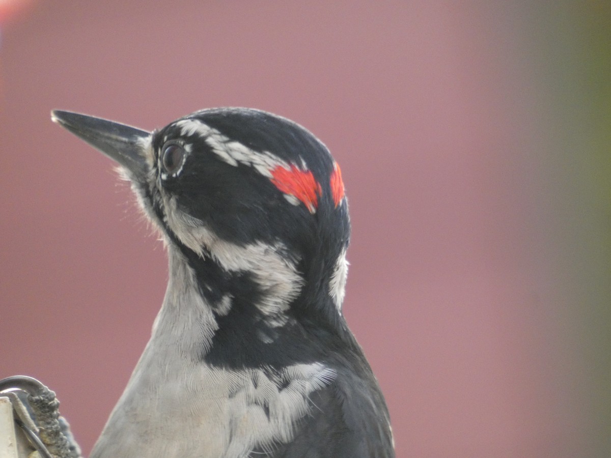 Hairy Woodpecker (Pacific) - Ben Davis